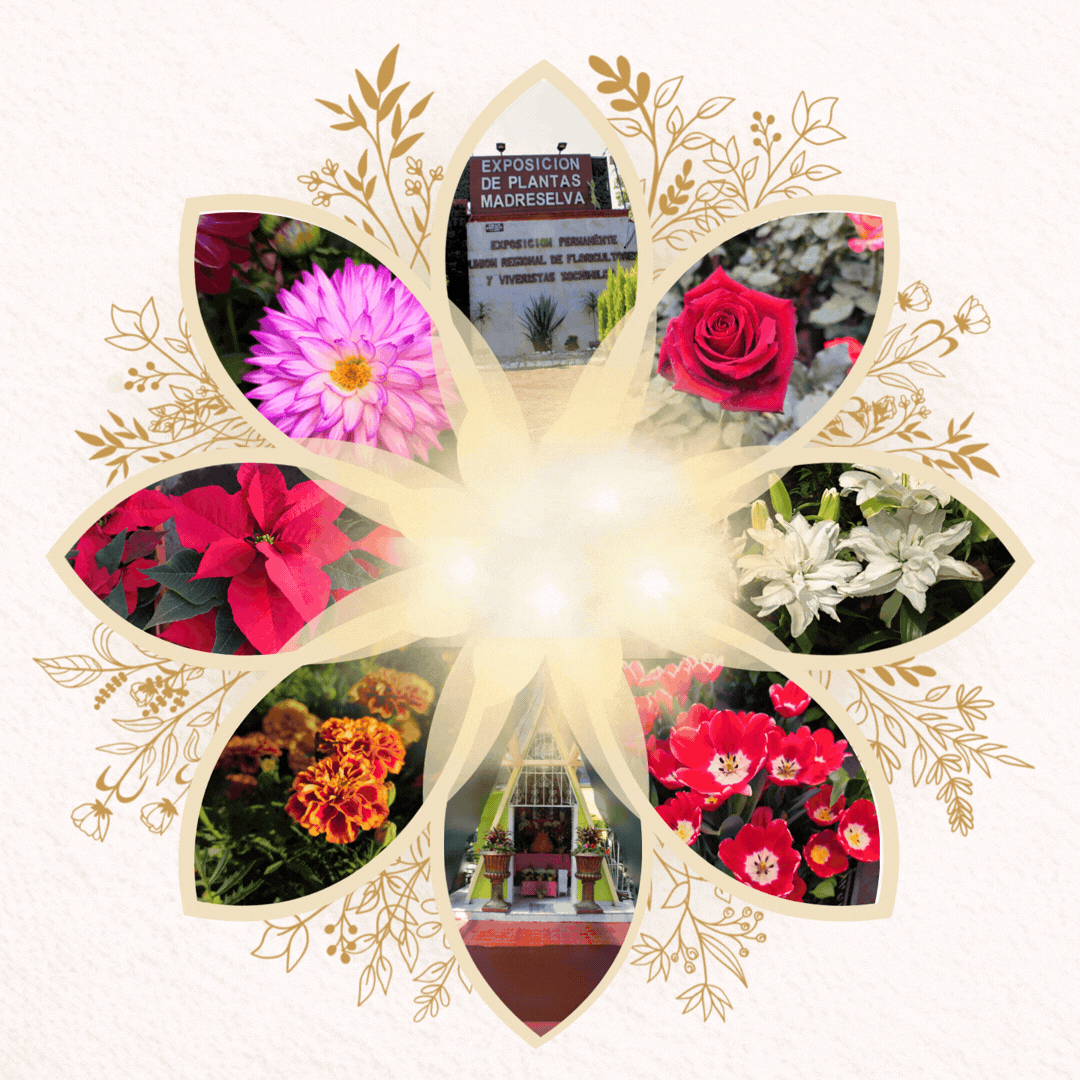 Animación del 50 aniversario de Madreselva