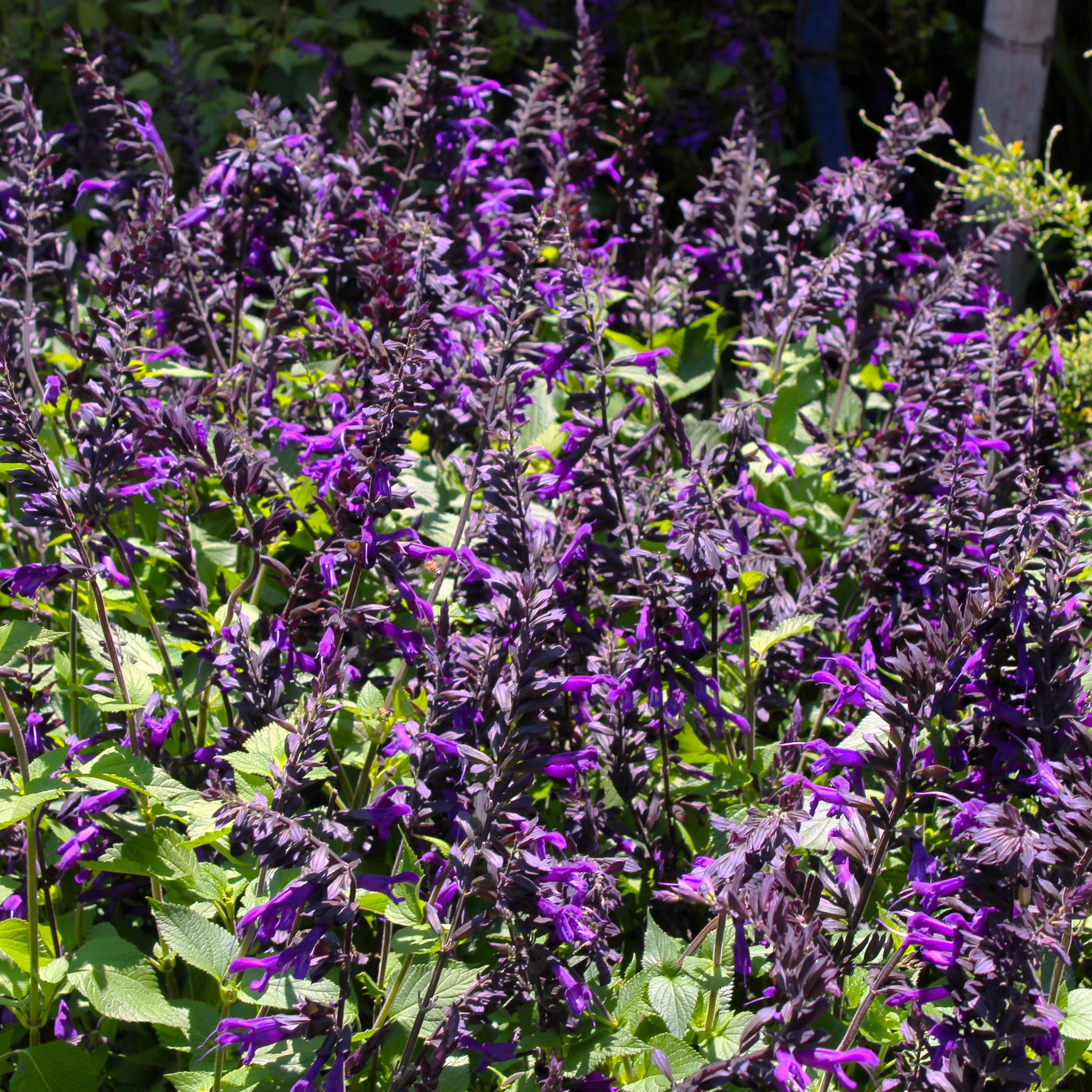 Plantas Medicinales disponibles en Exposición Permanente Madreselva