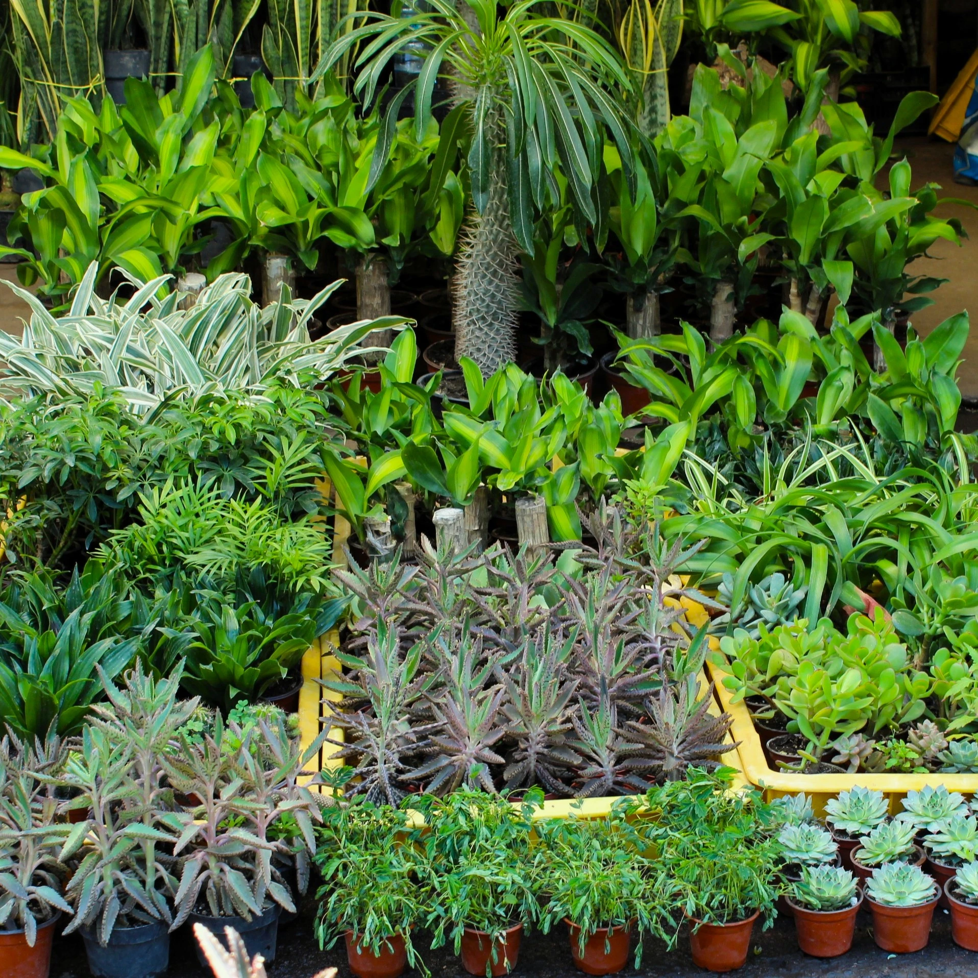Plantas de Exterior disponibles en Exposición Permanente Madreselva