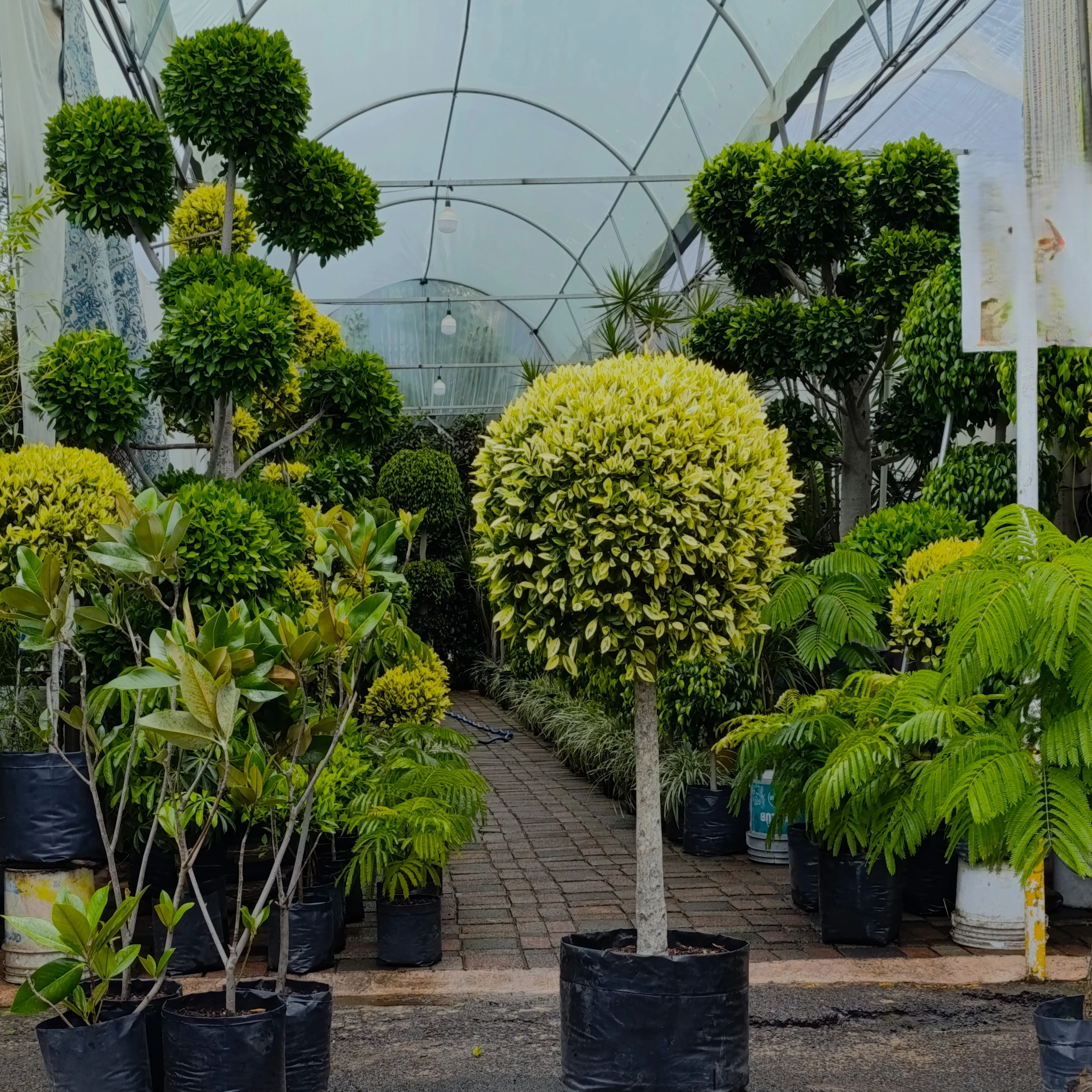 Árboles disponibles en Exposición Permanente Madreselva